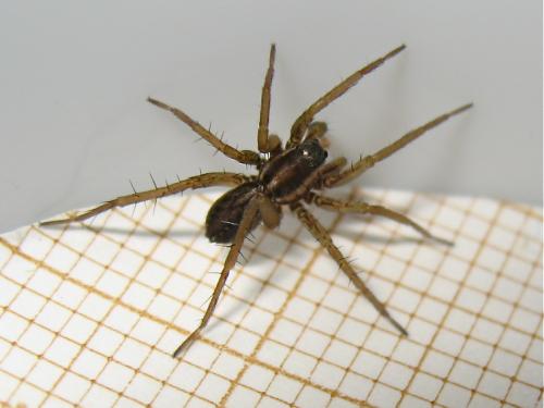 Pardosa sp.