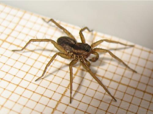 Pardosa sp.