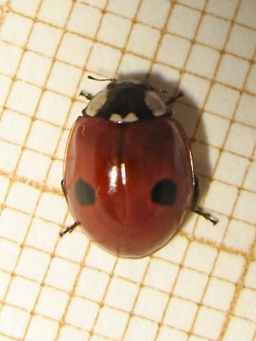 Réf. 152 208 : Adalia bipunctata bipunctata
