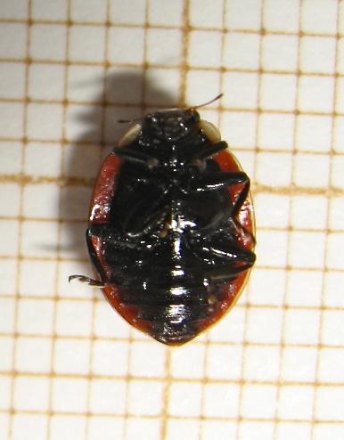 Réf. 152 209 : Adalia bipunctata bipunctata
