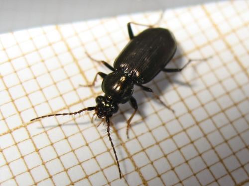 Loricera pilicornis