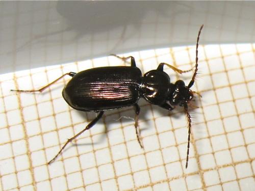 Loricera pilicornis
