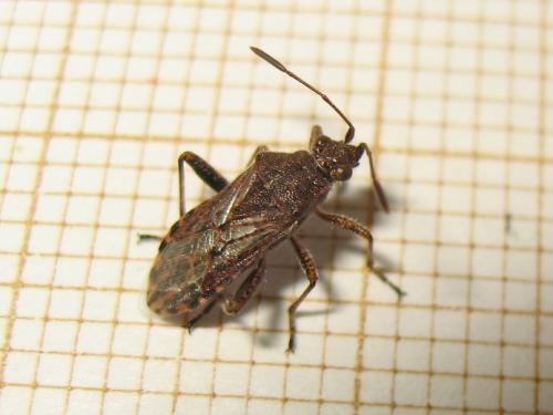 Stictopleurus punctatonervosus