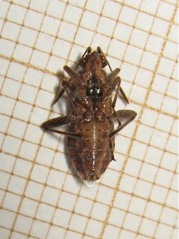 Réf. 152 661 : Stictopleurus punctatonervosus