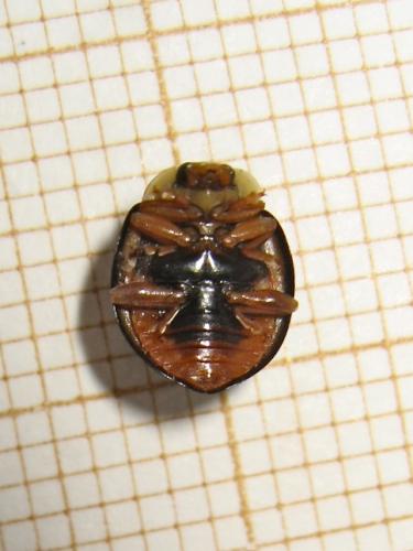 Harmonia axyridis
