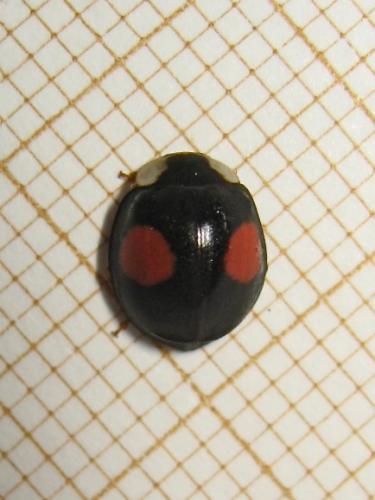 Harmonia axyridis