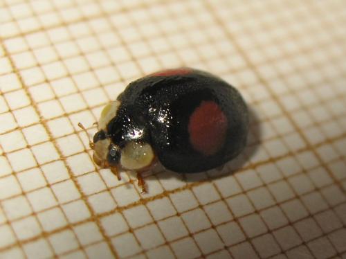 Harmonia axyridis