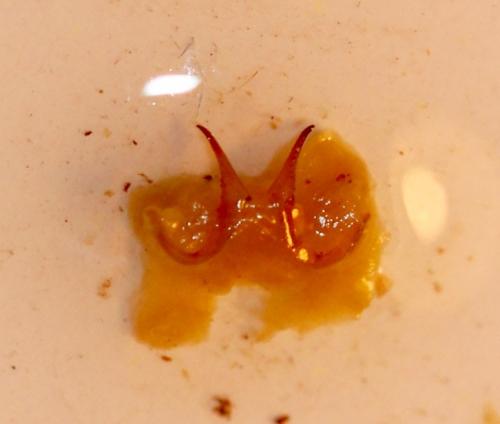 Réf. 152 512 : Platycleis sp.