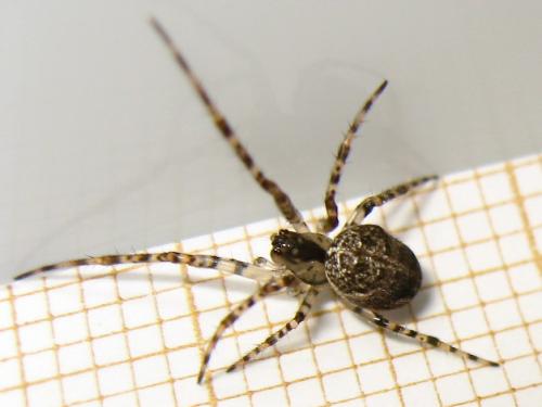 Réf. 152 994 : Metellina merianae