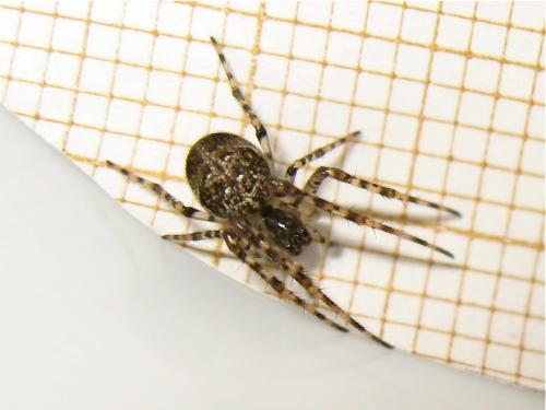 Réf. 152 993 : Metellina merianae