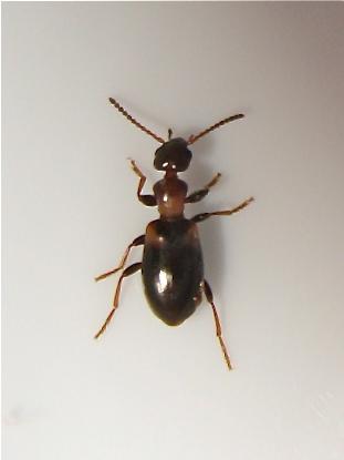 Réf. 152 988 : Omonadus sp.