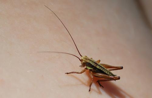 Tettigoniinae