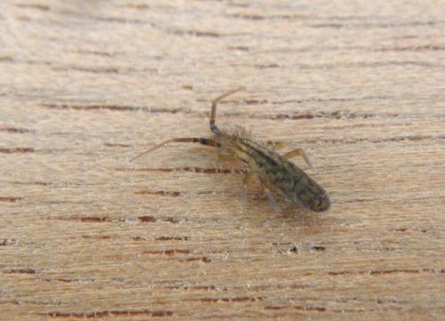 Réf. 152 534 : Orchesella quinquefasciata