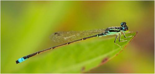 Réf. 152 286 : Ischnura capreolus