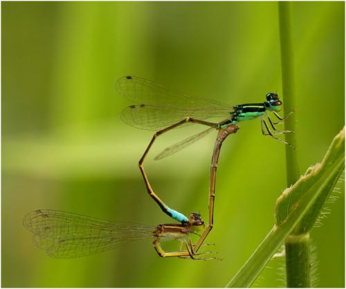 Ischnura capreolus