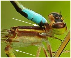 Réf. 152 291 : Ischnura capreolus