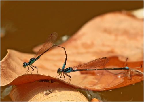 Ischnura capreolus