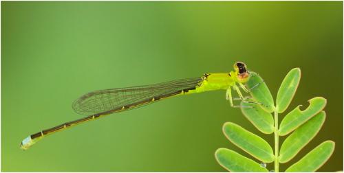 Ischnura capreolus