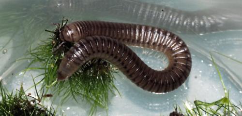 Cylindroiulus punctatus
