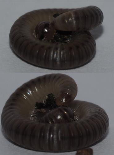 Réf. 152 506 : Cylindroiulus punctatus
