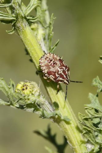 Réf. 152 635 : Carpocoris sp.
