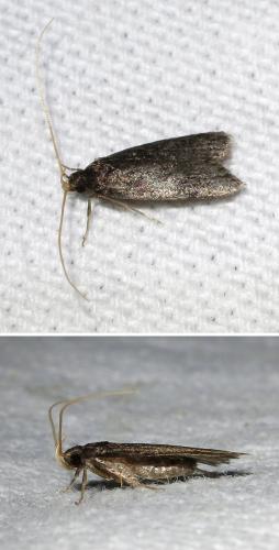 Eurodachtha sp.