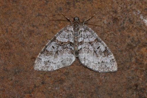 Réf. 152 167 : Nothocasis sertata