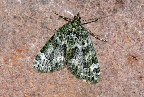 Chloroclysta siterata
