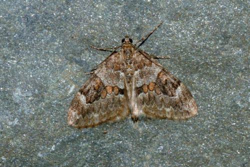 Thera sp.