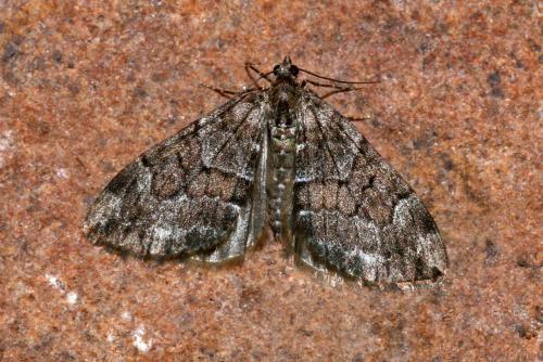 Thera sp.