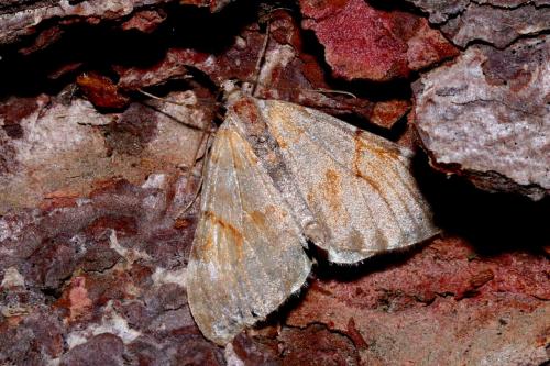 Pennithera firmata