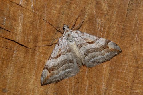 Aplocera sp.