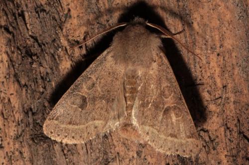 Orthosia cerasi