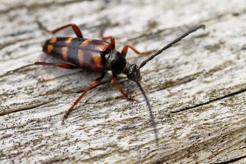 Réf. 152 701 : Leptura aurulenta