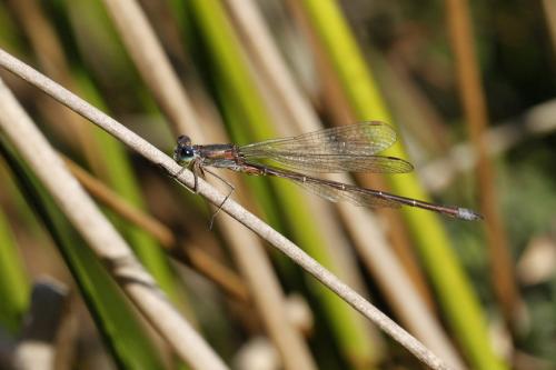 Lestes virens