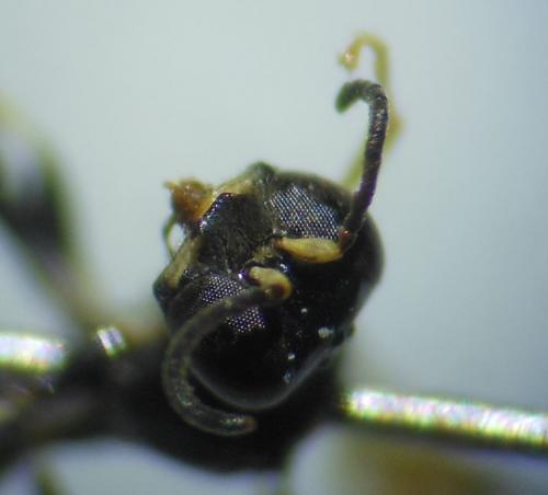 Rhopalum gracile