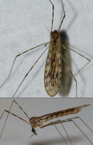 Réf. 152 085 : Limonia nubeculosa