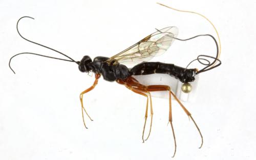 Lissonota boreliiphaga