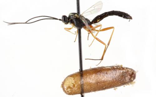 Lissonota boreliiphaga