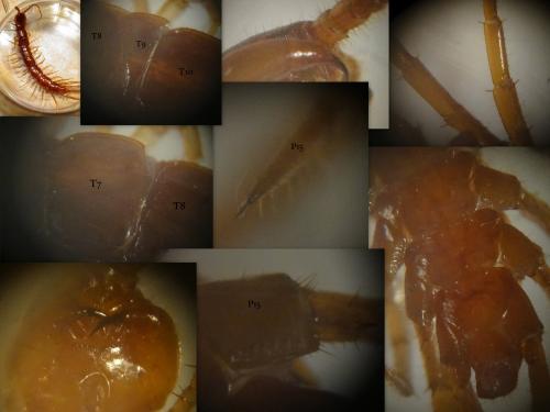 Lithobius forficatus