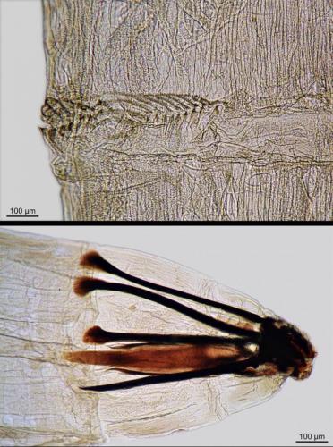Machaerium maritimae