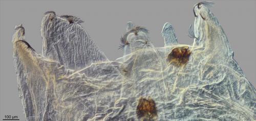 Machaerium maritimae