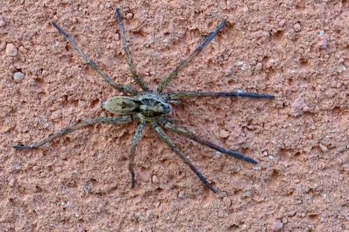 Hogna radiata