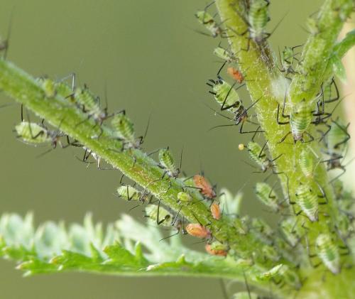 Macrosiphoniella millefolii
