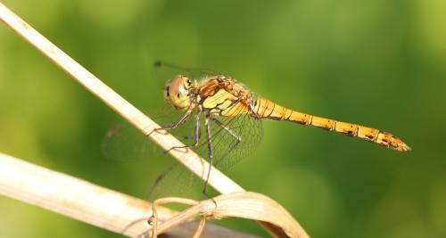 Réf. 152 802 : Sympetrum sp.