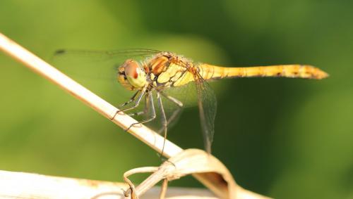 Sympetrum sp.