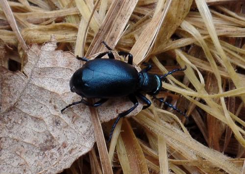 Meloe violaceus