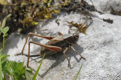 Metrioptera saussuriana