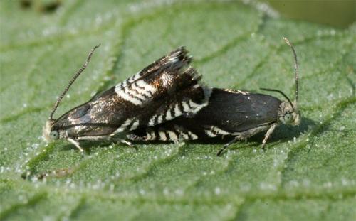 Réf. 152 752 : Grapholita compositella