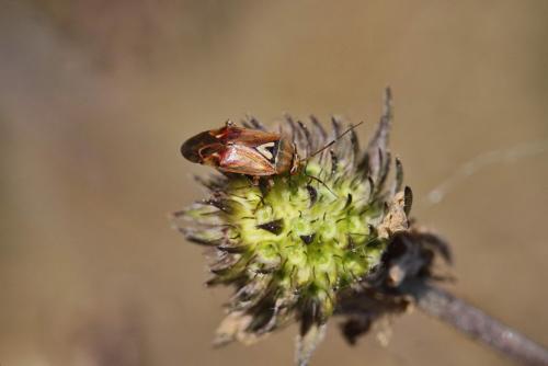 Lygus sp.